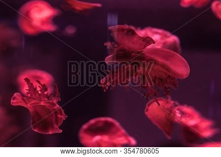 Upside Down Jellyfish In The Water. Cassiopea Andromeda.