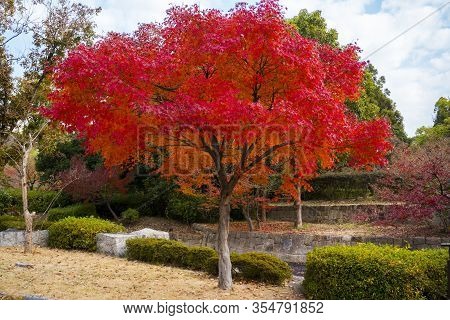 Red Maple Tree In Tsurumi Ryokuchi Park, Osaka, Japan