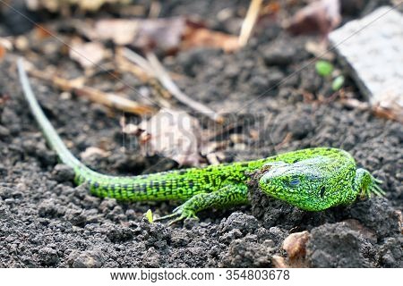 Portrait Of A Small Green Lizard On The Ground. Selective Focus
