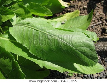Fresh Leaves From Tanacedum Balsamita (costmary) Plant In A Garden