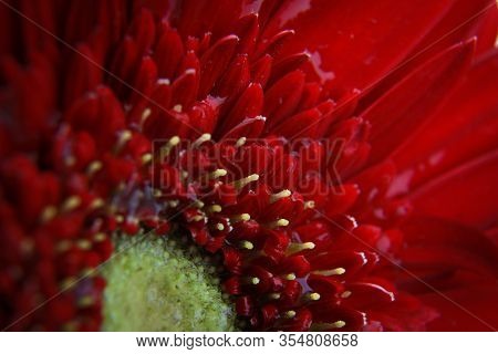 Macro Photo Red Daisy. Detail Flower In Bloosom. Closeup Garden. Advertisiment For Romantic Time.
