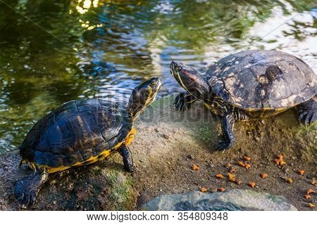 Cumberland Slider Turtle Couple Together On A Rock, Tropical Reptile Specie From America