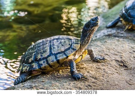 Closeup Of A Swamp Turtle At The Water Shore, Tropical Reptile Specie From America