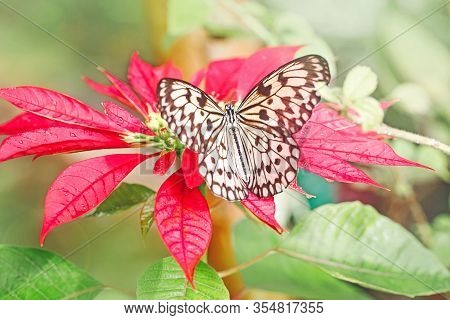 Closeup Macro Of  Idea Leuconoe Butterfly. Wild White Black Insect Animal Sitting On Red Poinsettia 