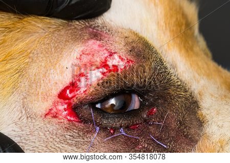 Close-up Photo Of A Dog With Entropion