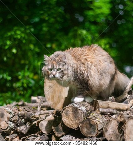 Fluffy Siberian Cat On Green Meadow In Sunny Summer Day. Pet Enjoying Spring. Concept Of Happy Anima