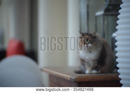 Fluffy Siberian Cat On Green Meadow In Sunny Summer Day. Pet Enjoying Spring. Concept Of Happy Anima