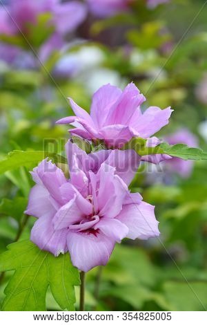 Rose Of Sharon Ardens - Latin Name - Hibiscus Syriacus Ardens