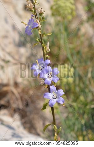 Chimney Bellflower - Latin Name - Campanula Pyramidalis