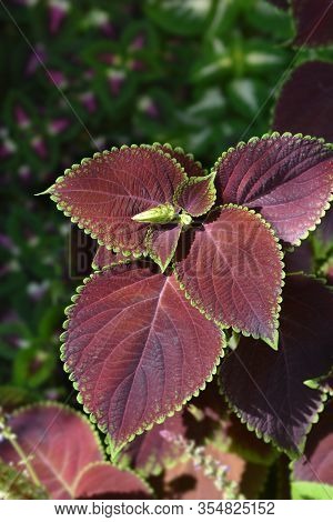 Painted Nettle Leaves - Latin Name - Plectranthus Scutellarioides (solenostemon Scutellarioides)