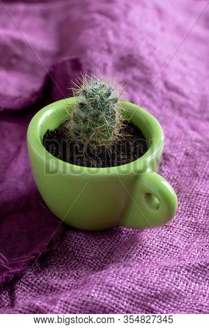 One Process Of A Perennial Cactus Mammillaria Prolifera In A Small Decorative Green Mug On A Purple 