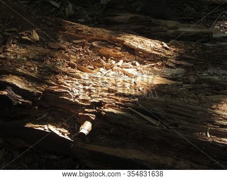Close Up On A Broken Tree Trunk Wood Shrapnels . Macro Texture Of Broken Wood Fiber . Wooden Backgro