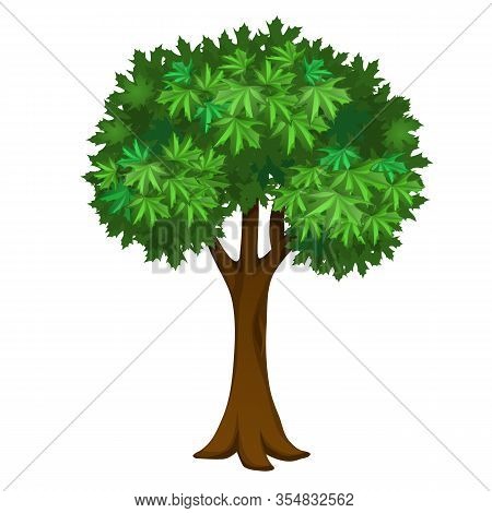 Maple Tree 矢量图和照片（免费试用） | Bigstock