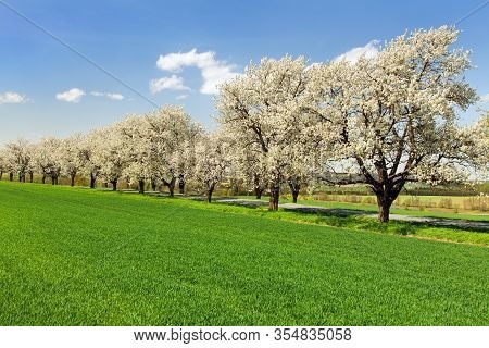Road And Alley Of Flowering Cherry Trees In Latin Prunus Cerasus With Beautiful Sky. White Colored F