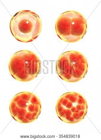 Mitosis process. Division of cell. Isolated on white background. 3d render 