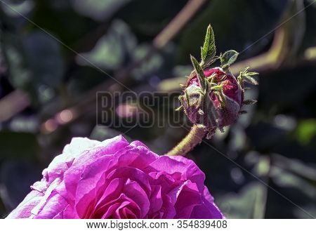 Rose Gallica Oeillet Flamand In British Park - London, Uk