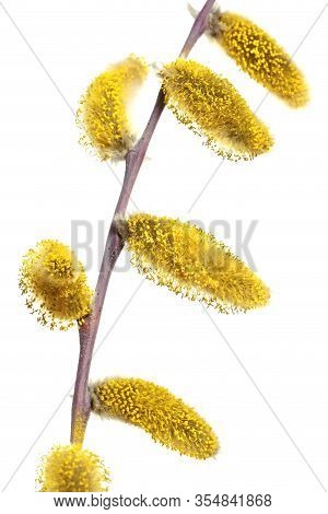 Spring Twigs Of Sharp-leaf Willow (salix Acutifolia) With Yellow Catkins. Isolated On White Backgrou