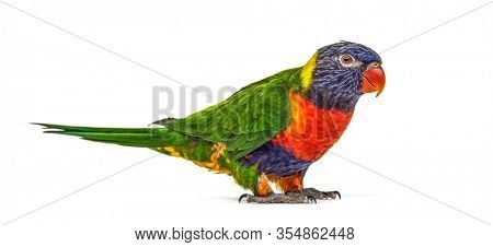 Rainbow Lorikeet, Trichoglossus moluccanus, isolated