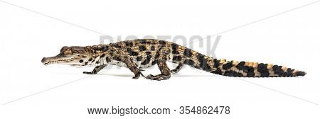 Walking Young West African slender-snouted crocodile, Mecistops cataphractus, isolated on white