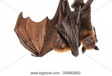 Lyle's flying fox hanging from a branch, Pteropus lylei, isolated