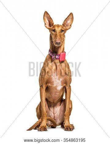Sitting Podenco wearing a collar, isolated on white