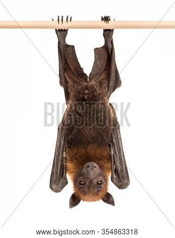 Lyle's flying fox hanging from a branch, Pteropus lylei, isolated