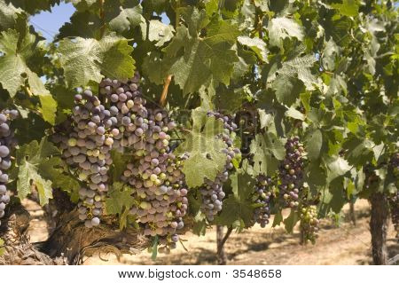 Grapevine en Napa Valley, California