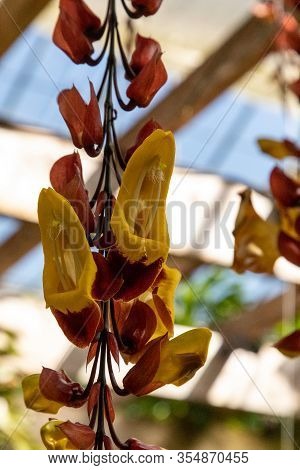 Yellow And Red Clock Vine Flowers Thunbergia Mysorensis