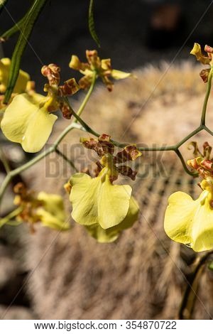 Dancing Lady Orchid Is A Yellow Oncidium Flexuosum Orchid Flower Grows In A Tropical Botanical Garde