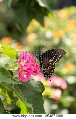 Palamedes Swallowtail Butterfly, Papilio Palamedes