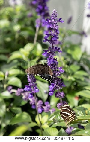 Palamedes Swallowtail Butterfly, Papilio Palamedes
