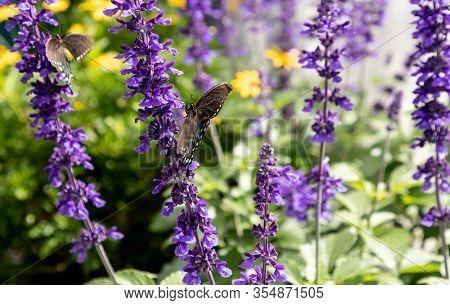 Palamedes Swallowtail Butterfly, Papilio Palamedes