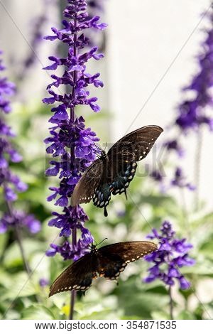 Palamedes Swallowtail Butterfly, Papilio Palamedes