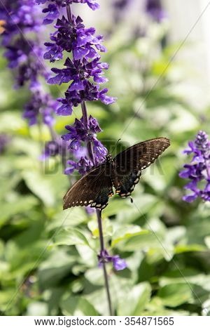 Palamedes Swallowtail Butterfly, Papilio Palamedes