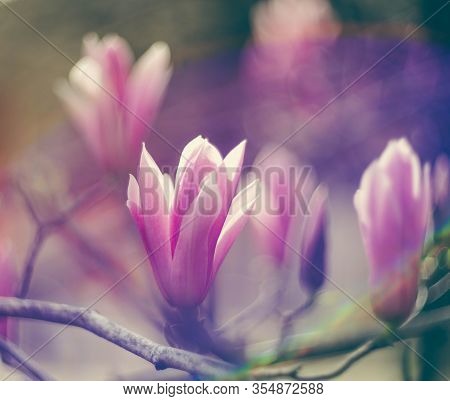 Magnolia Flowers On The Tree. Spring Is In Full Force.