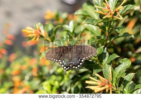 Spicebush Swallowtail Papillio Troilus Butterfly