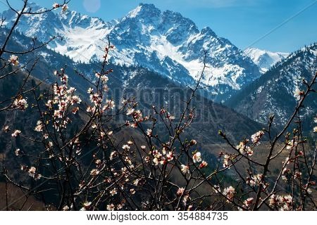 Branches Of Flowering Wild Apricot Trees On The Background Of Snow-capped Mountain Peaks.
