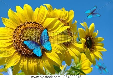 Blooming Sunflowers On A Background Of Blue Sky. Beautiful Blue Butterflies Flying Among The Flowers