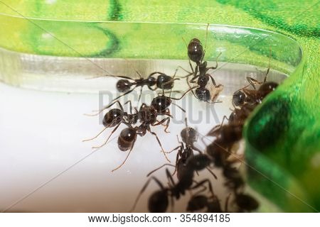 Ants Messor Structor Eating Grains Close Up