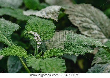 Powdery Mildew, A Garden Fungus Disease, On Green Leaves.