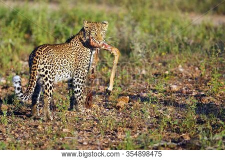 The African Leopard (panthera Pardus Pardus), Young Female With Prey, The Remnants Of Impalas. A You