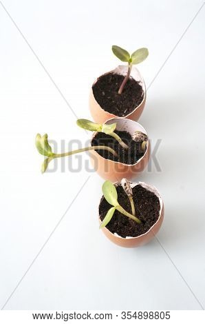Planting In Eggshells, Recycling, Young Sprout. Permaculture