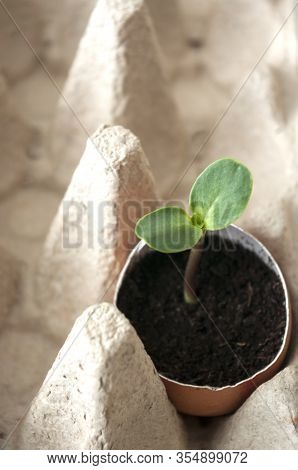 Planting Seeds In Eggshells, Reuse, Young Sprout. Home Gardening Permaculture