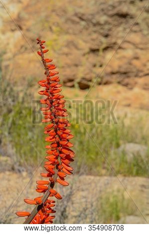 Aloe Brunnthaleri, Juttae, Microstigma Is A Floriferous Aloe With Cheerful Flowers Blooming At Boyce