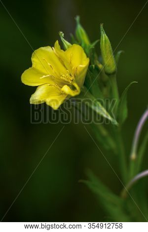 Oenothera Macrocarpa, Missouri Evening Primrose Flowering Plant. Yellow Flower On A Dark Blurred Bac