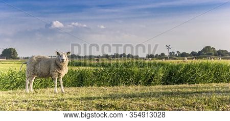 Panorama Of A Single White Sheep In Groningen, Netherlands