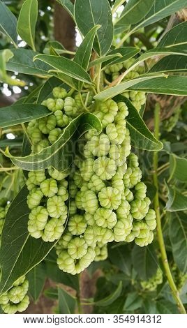 Phytolacca Dioica Or Lakonos Dioecious, Branches With Fruits