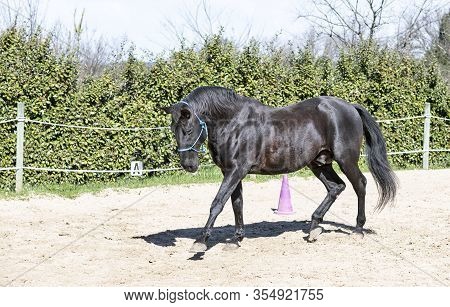 Riding Girl Are Training Her Black Horse