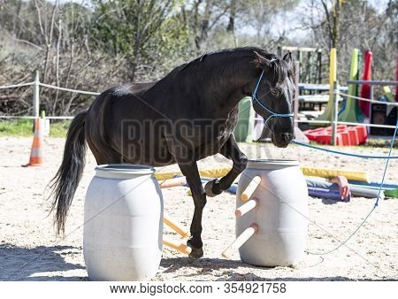 Riding Girl Are Training Her Black Horse