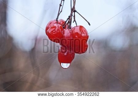 Red Ripe Viburnum Berries On A Thin Branch In Drops Of Water On A Gray Background In The Autumn Gard